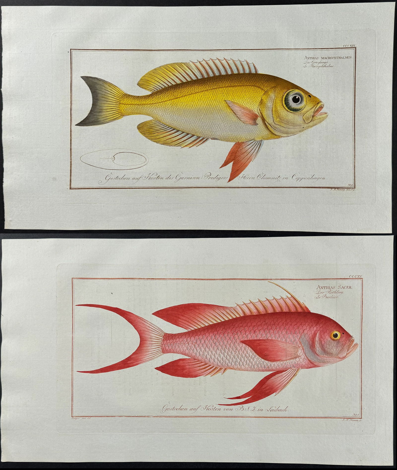 Bloch, Folio - Pair of Grunt Fish Engravings: Included in this lot: Goggle-Eyed Grunt. 319 Red Grunt. 315 Description of the work: This striking, originally hand-colored folio engraving is from Marcus Elieser Bloch?s Ichthyologie, ou Histoire Nat