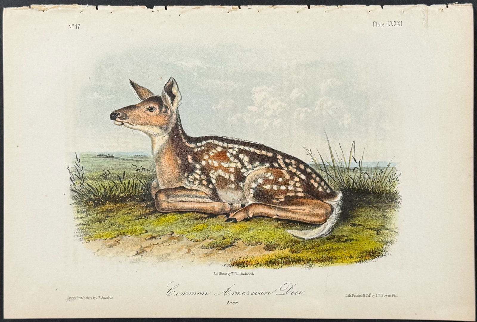 Audubon - Common American Deer. 81 (1 of 1)