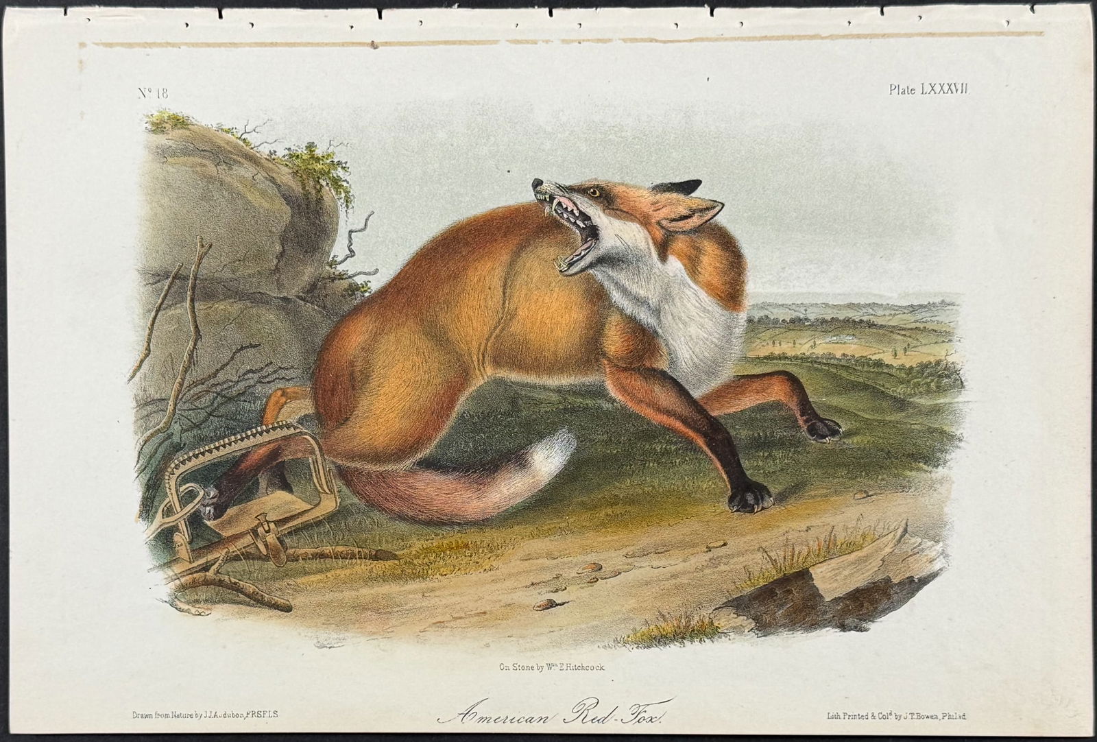 Audubon - American Red Fox. 87 (1 of 1)
