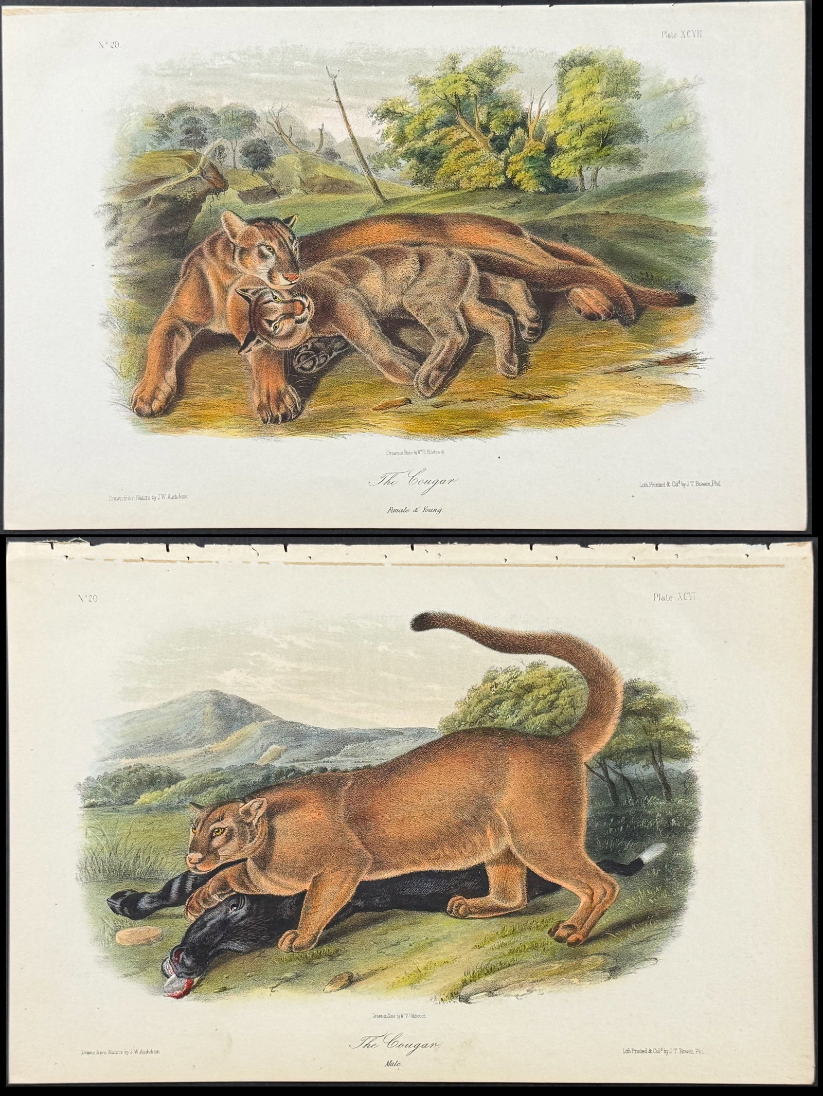 Audubon - Pair of Cougar Lithographs (1 of 3)