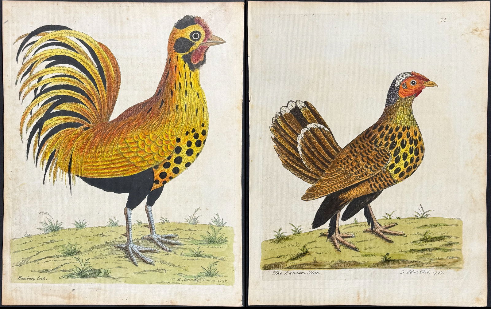 Albin - Pair of Chicken or Rooster Engravings (Bantam Hen & Hamburg Cock) (1 of 3)