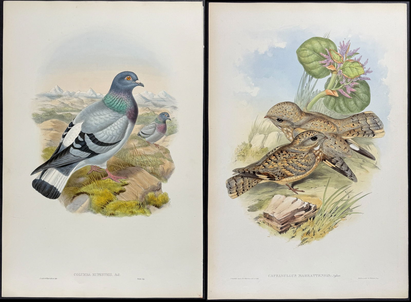 Gould - 6 Bird Lithographs (1 of 7)