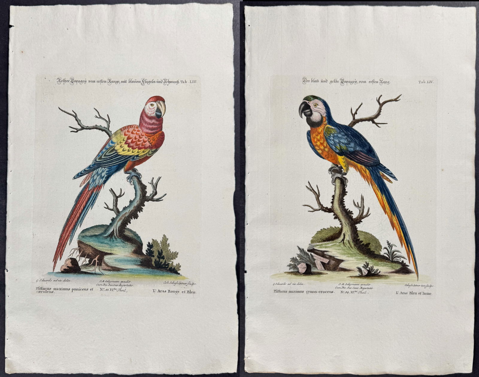 Seligmann & Edwards - Pair of Macaw Engravings (1 of 3)