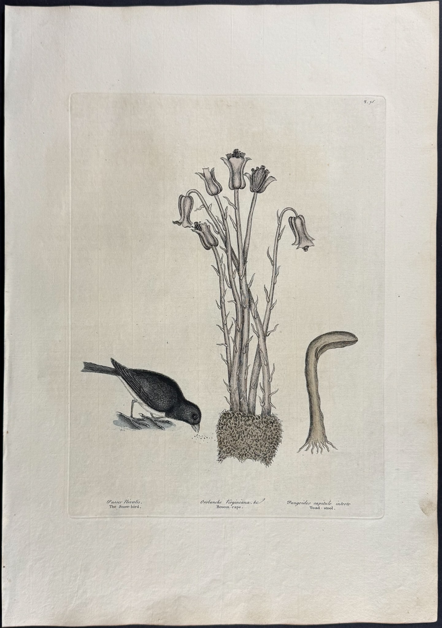 Catesby, First Ed - Snow Bird (Slate-Coloured Junco). 1-36 (1 of 1)