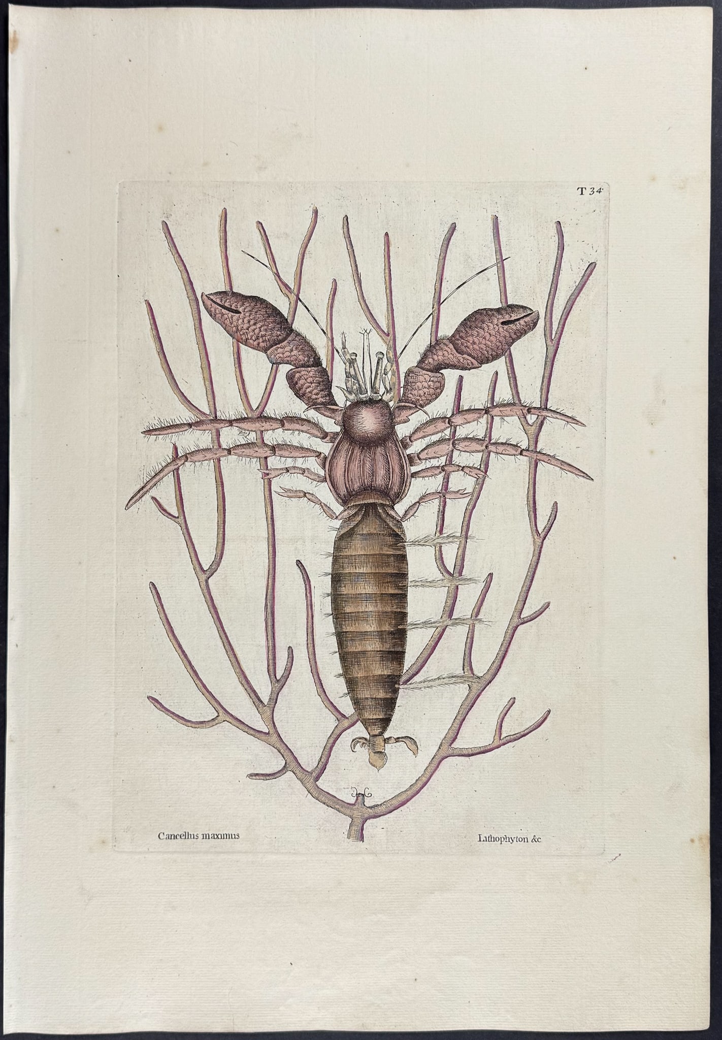 Catesby, First Ed - Sea Hermit Crab with Gorgonian. 2-34 (1 of 1)