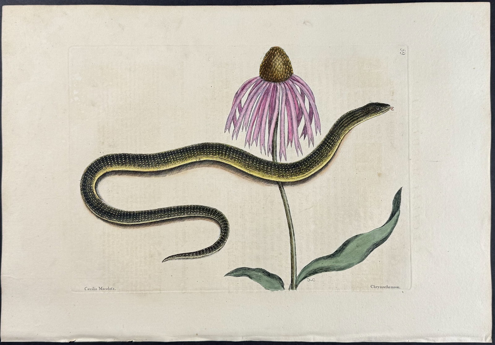 Catesby, First Ed - Glass Snake with Cone Flower. 2-59 (1 of 1)