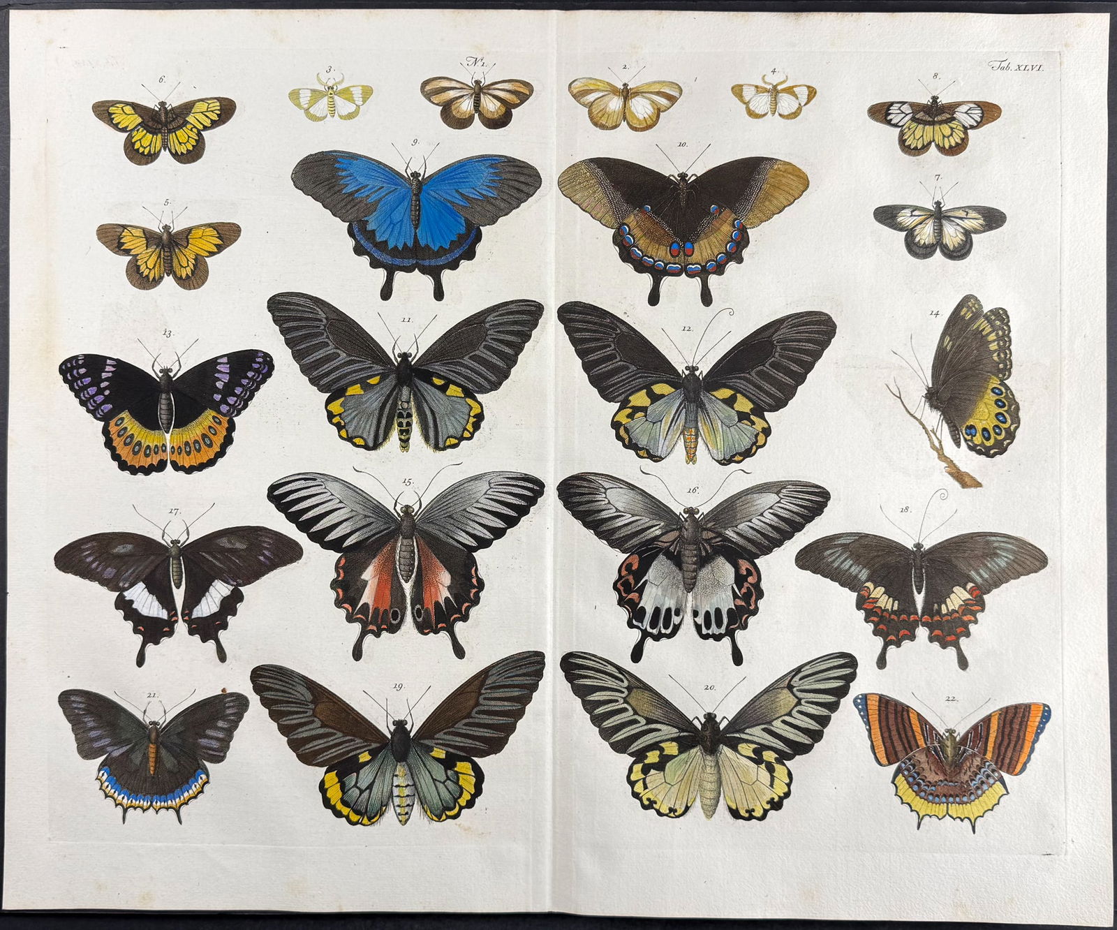 Seba - Butterflies. 46 (1 of 1)