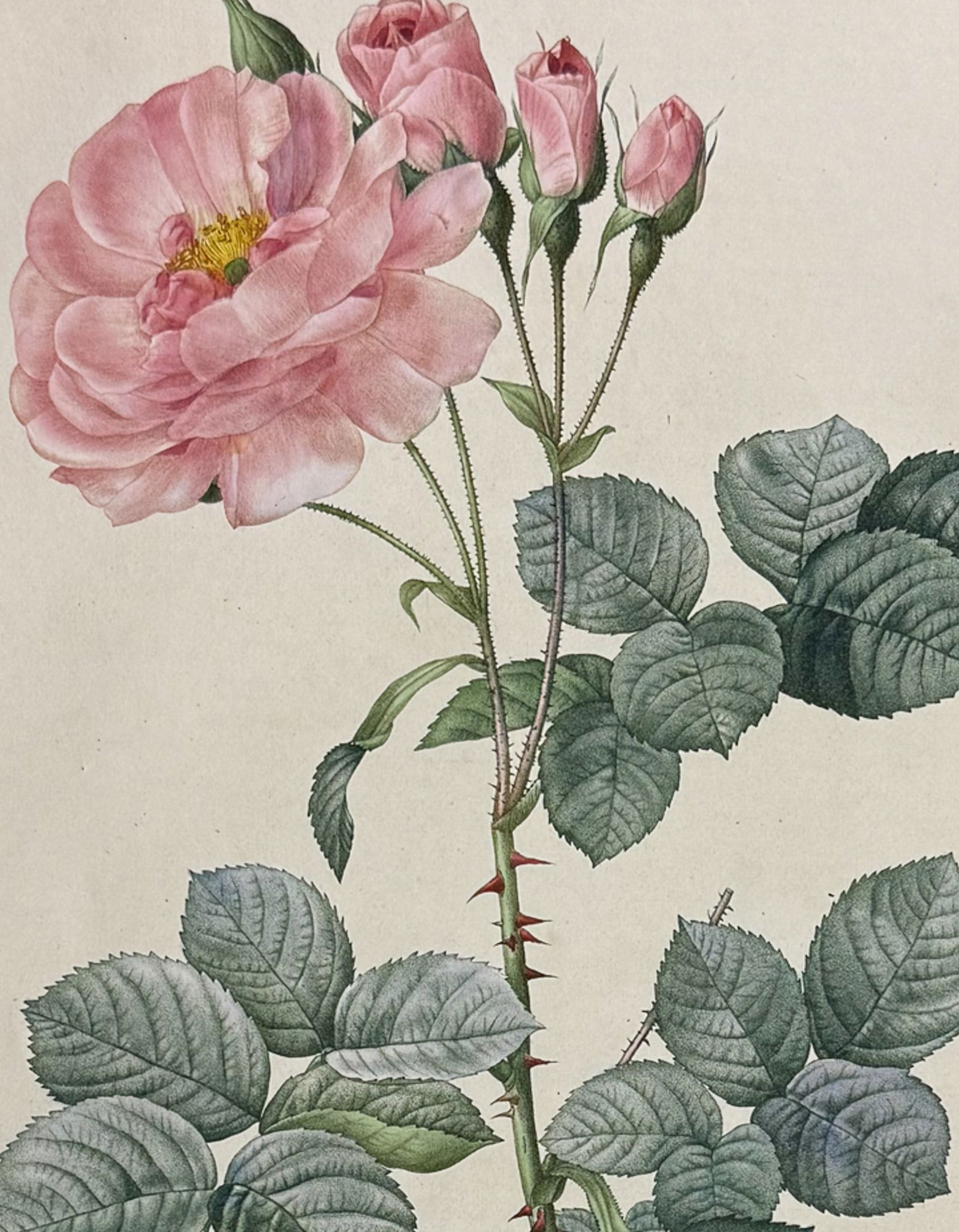 Redoute, Folio - Rose - Rosa Damascena aurora. 75 (1 of 2)