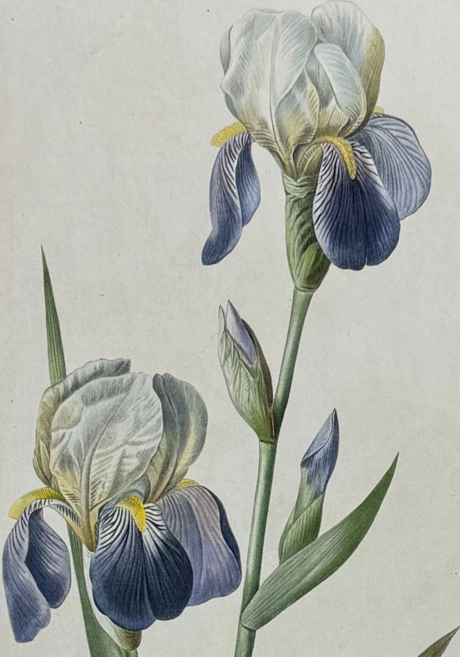 Redoute, Folio - Iris - Iris Sambucina. 52 (1 of 2)