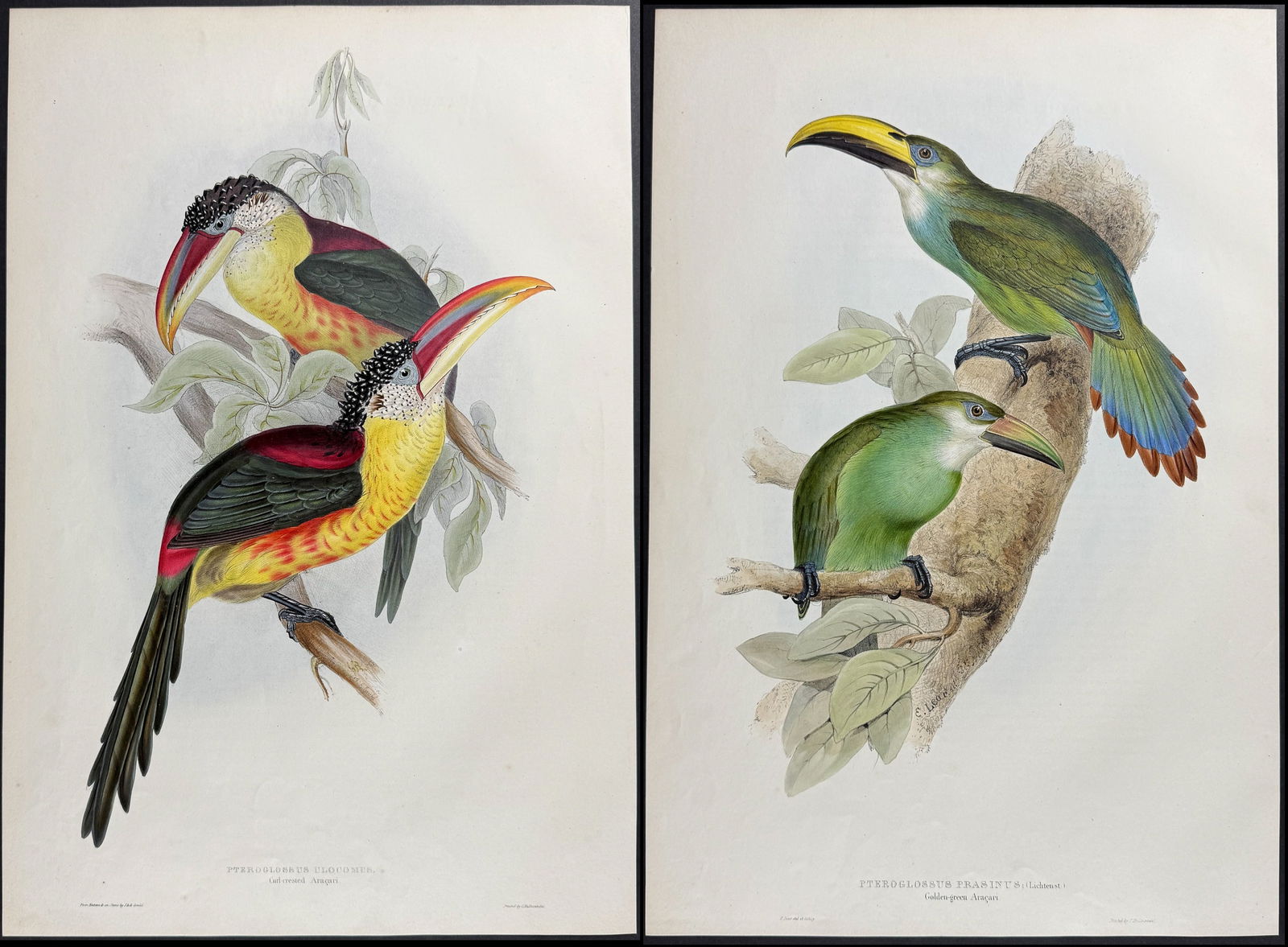 Gould - Pair of Toucan Lithographs (1 of 3)