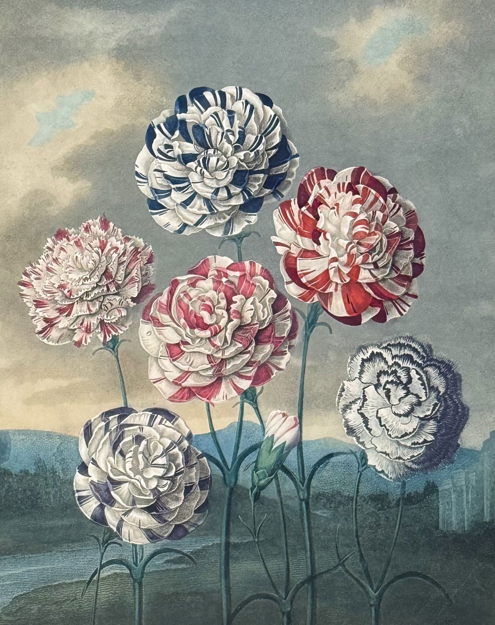 Thornton, Folio - A Group of Carnations (1 of 2)