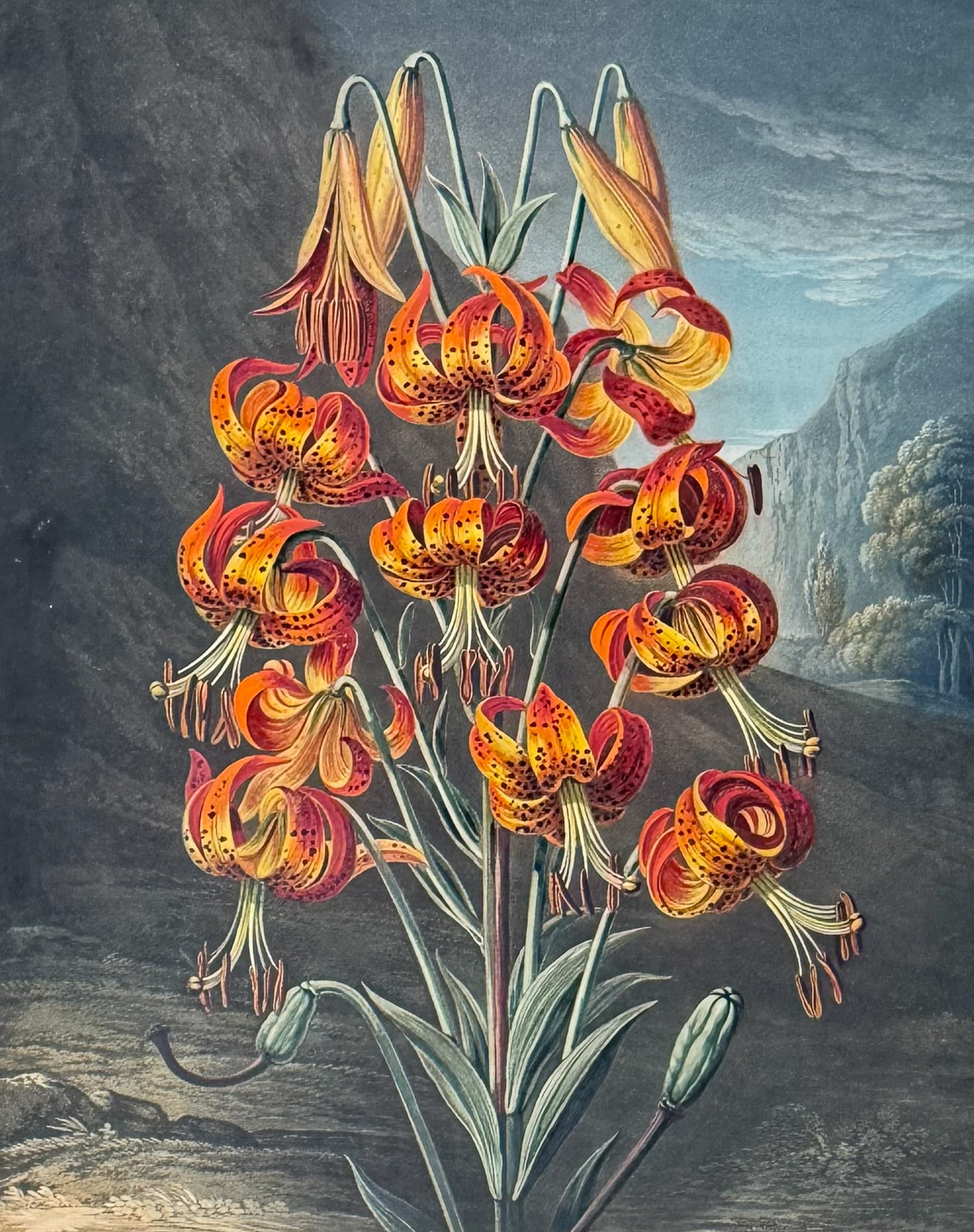 Thornton, Folio - The Superb Lily (1 of 2)