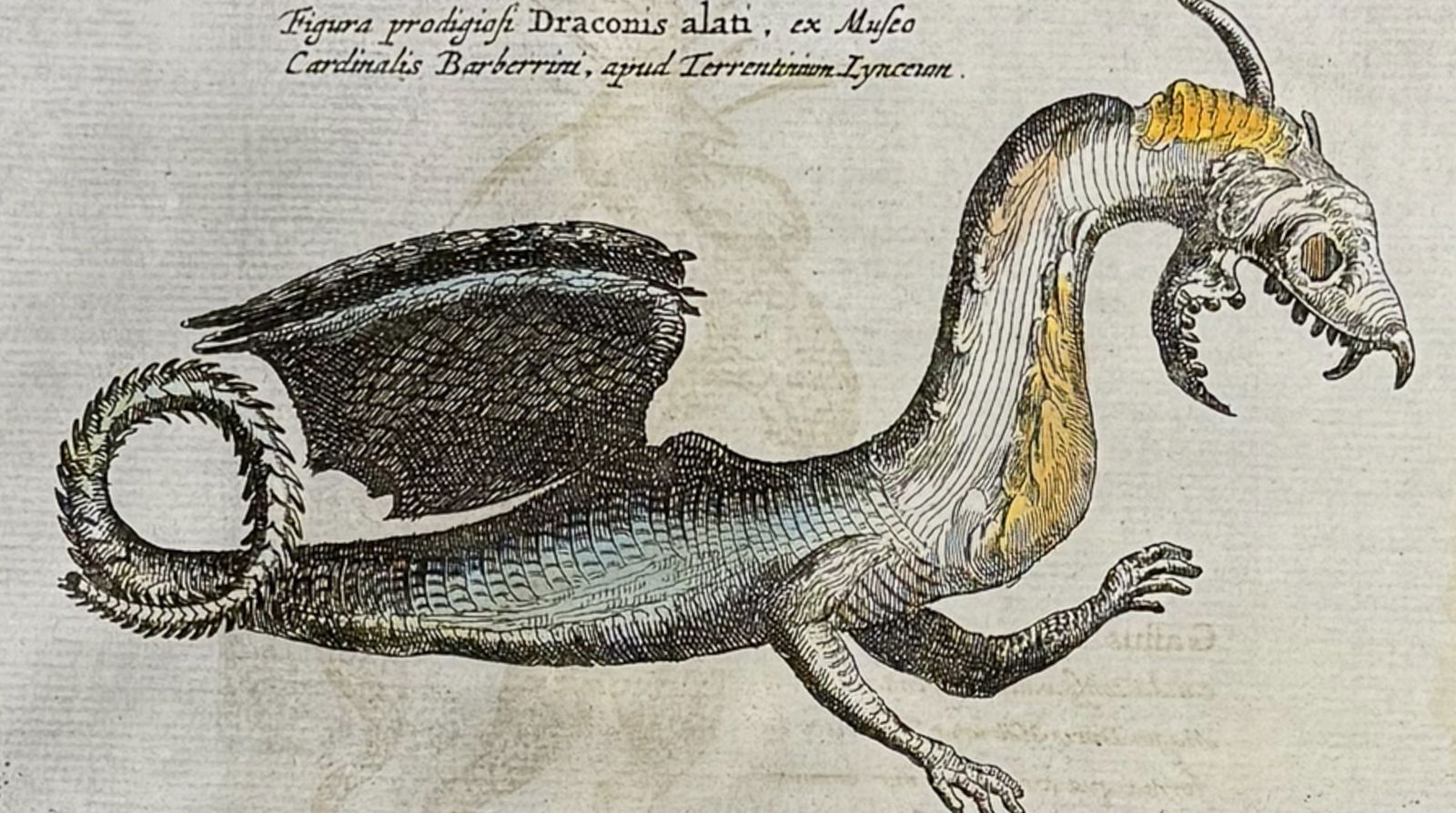 Kircher, pub. 1682 - Dragon (1 of 2)