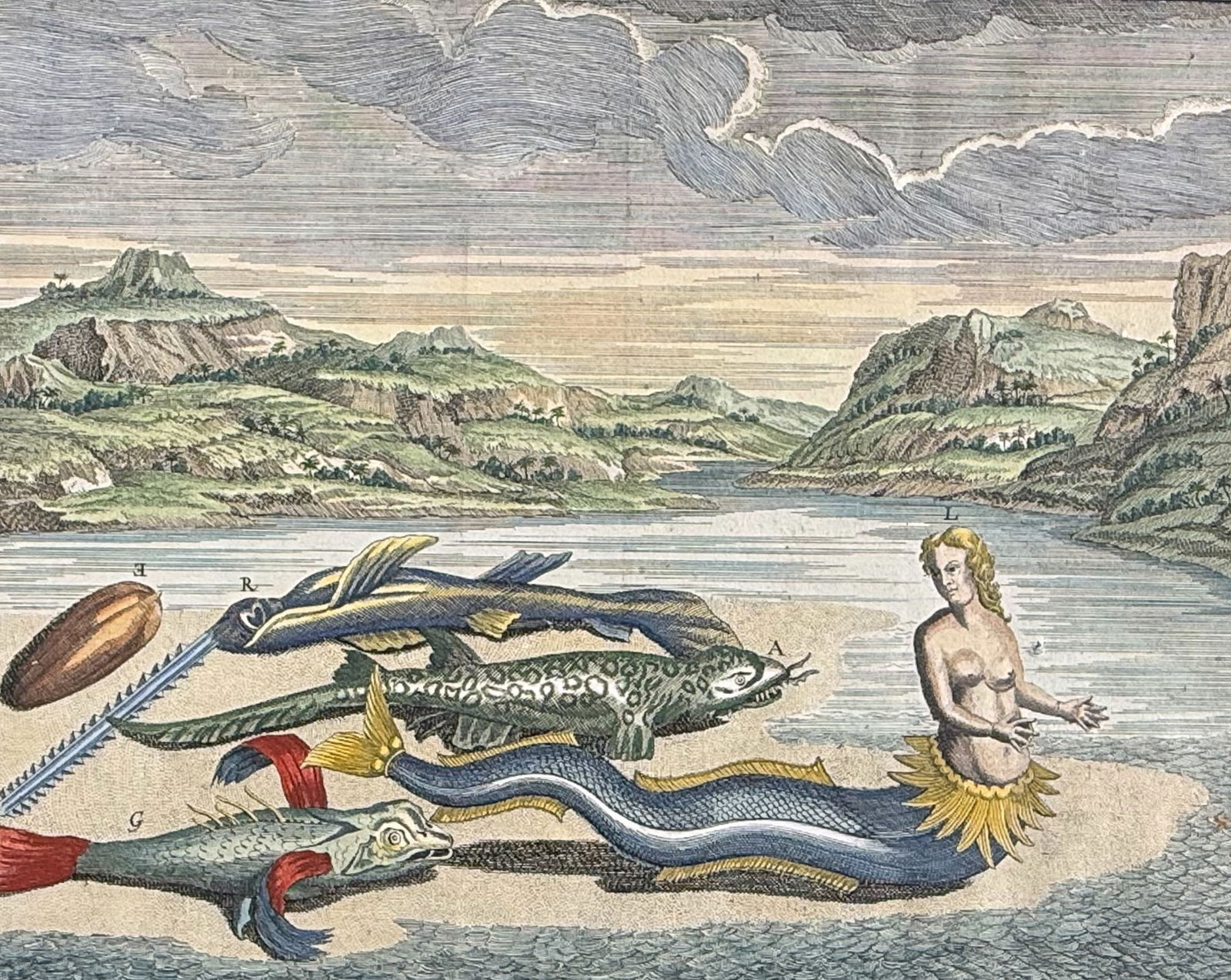 Valentijn - Mermaid, Sawfish, Fish: This remarkable engraving is from Francois Valentijn's Ehemaligen Predigers auf den Ostindischen Inseln Amboina, Banda, & Abhandlung von Schnecken, Muscheln und Seegew?chsen, welche um Amboina und den