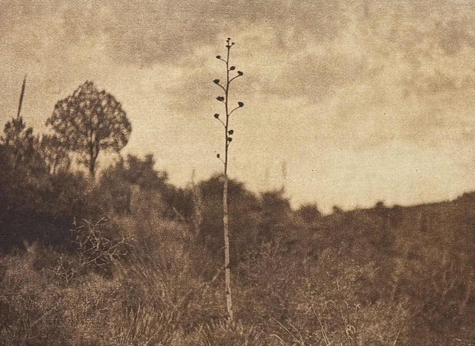 Edward Curtis - Mescal Hills - Apache (1 of 2)