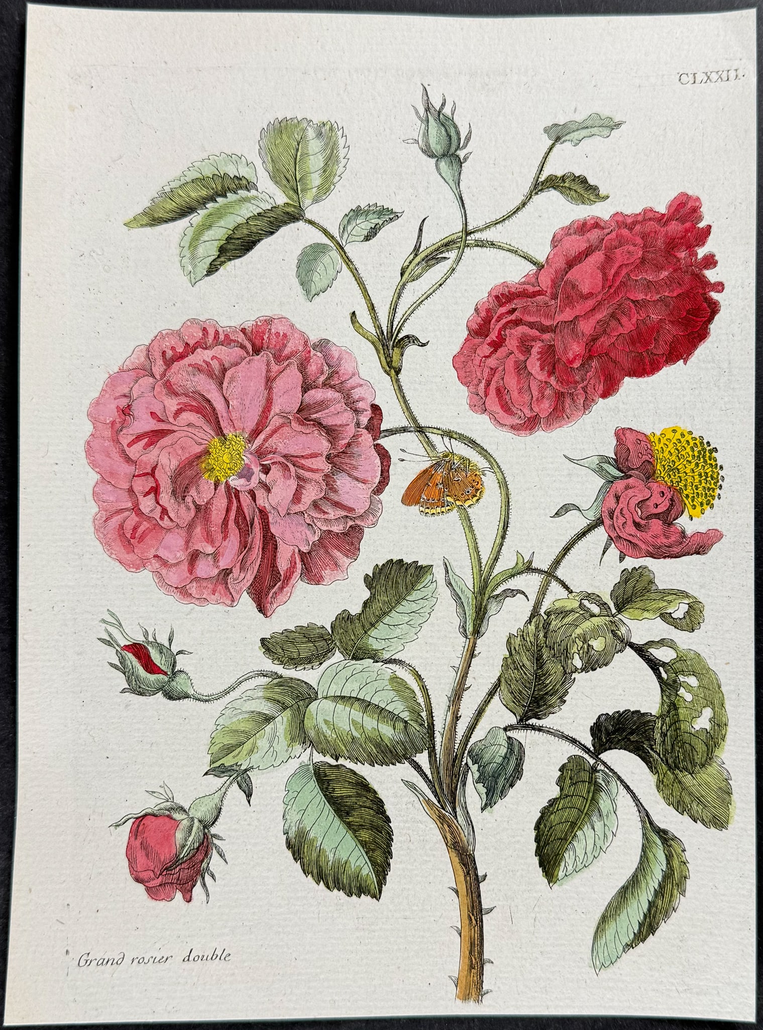 Merian - Rose & Butterfly. 172 (1 of 1)