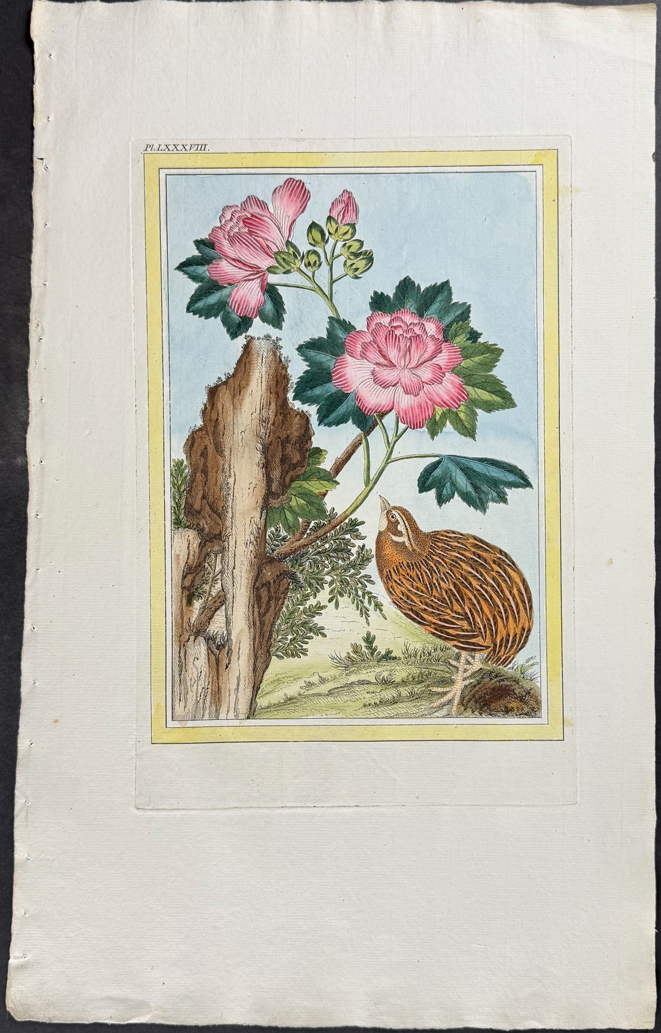 Buchoz - Mallow & Quail. 88 (1 of 1)