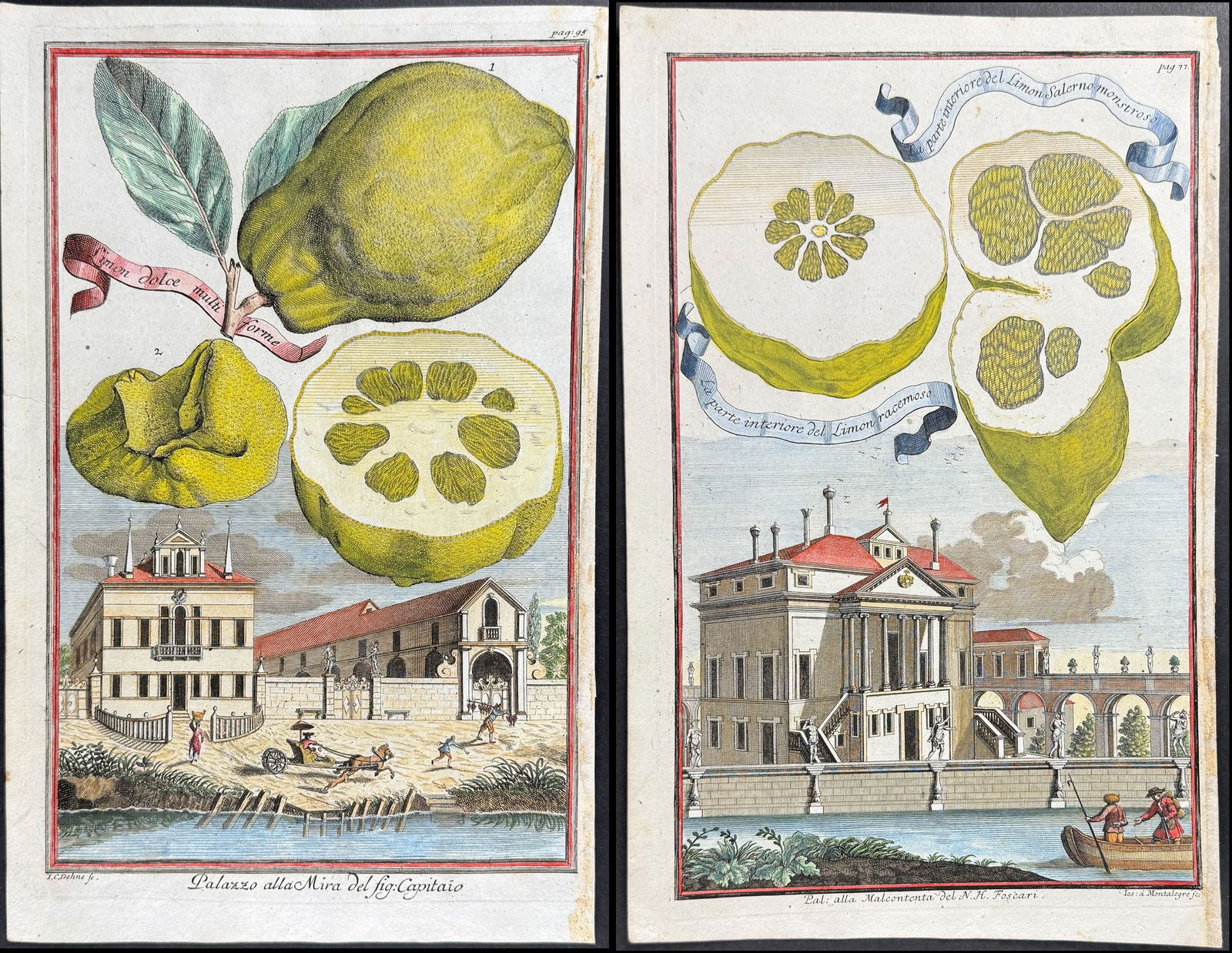 Volckamer - Pair of Lemon or Citrus Engravings (1 of 3)