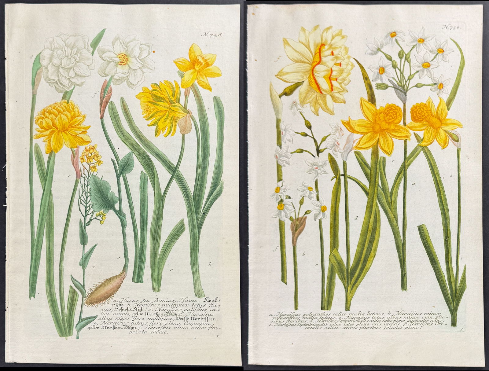 Weinmann - 4 Narcissus or Daffodil Engravings (1 of 5)