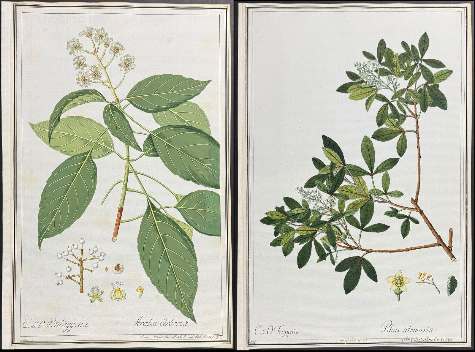 5 Original Botanical Watercolors after Nebl, Ledelmaier, Herz for Knorr, Jacquin (according to (1 of 6)
