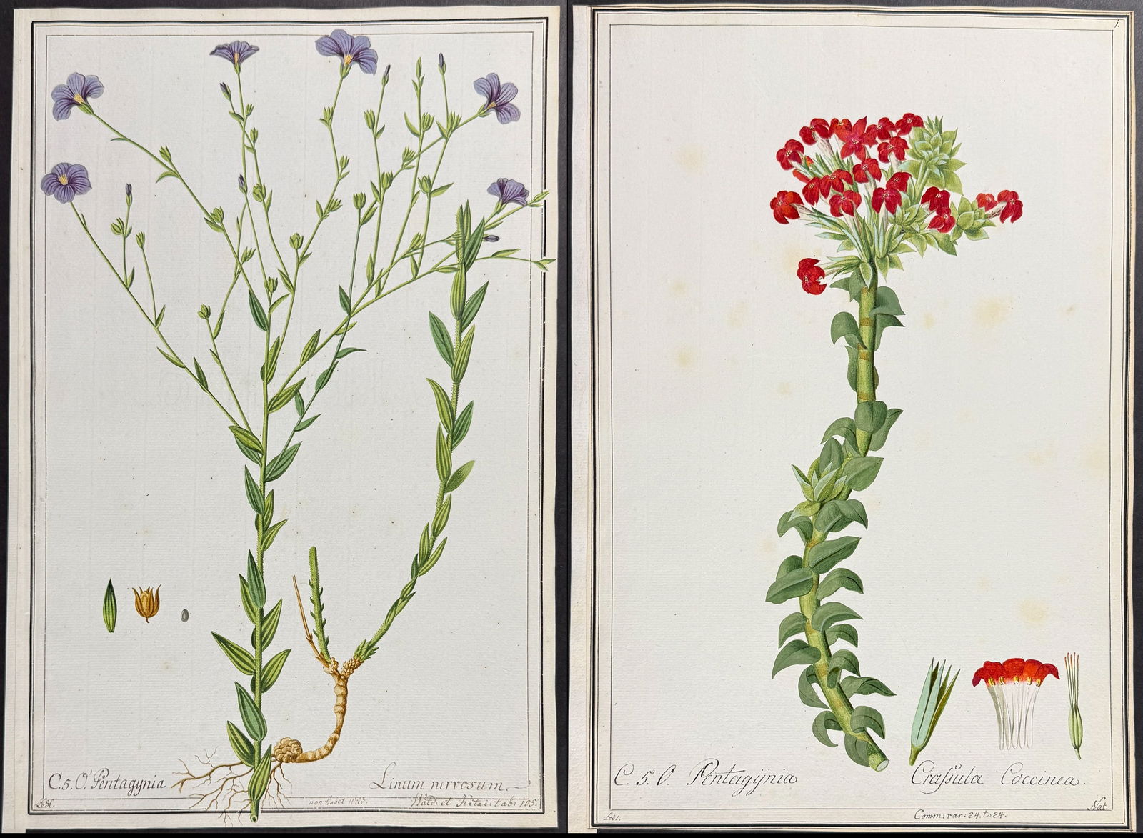 6 Original Botanical Watercolors after Ledelmaier, Franz for Oeder, Commelin, Curtis, Jacquin (1 of 7)