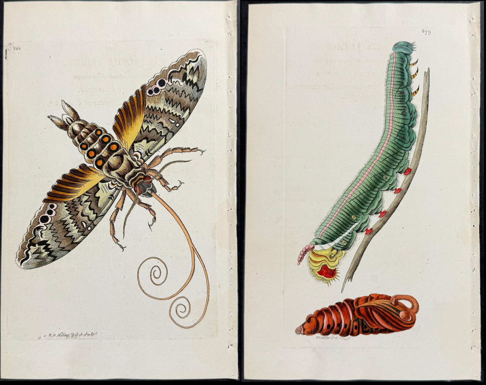 Shaw & Nodder - Pair of Sphinx Moth Engravings. 679-680 (1 of 3)