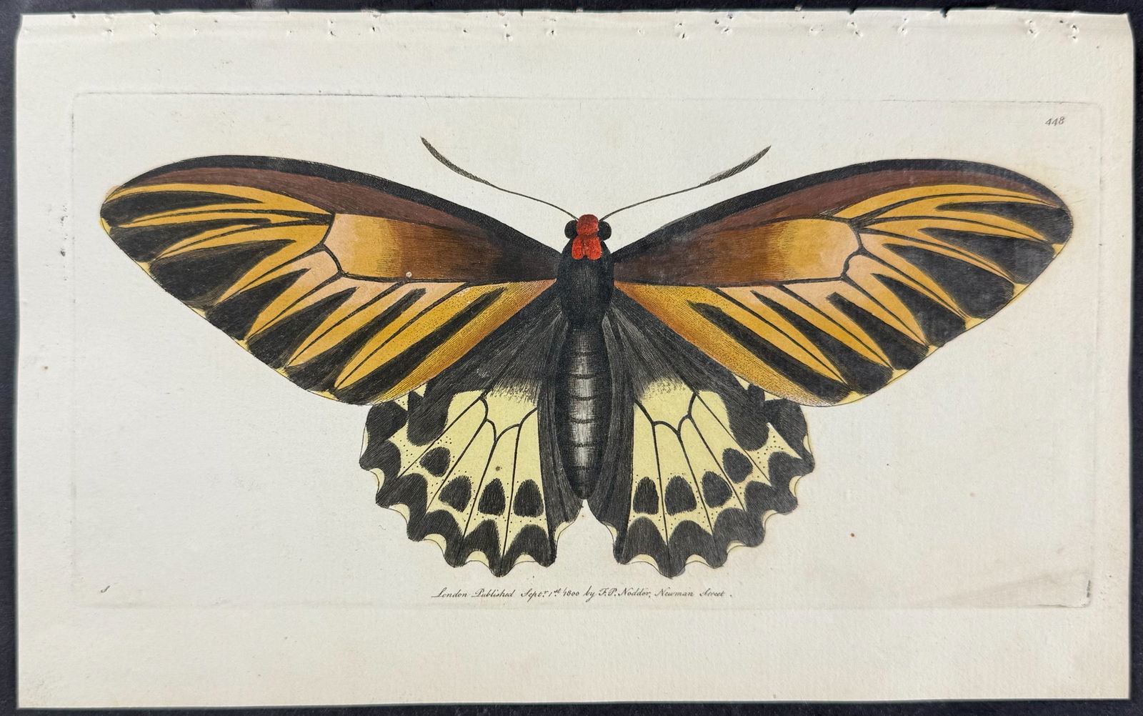 Shaw & Nodder - Amphimedon Moth. 448 (1 of 1)