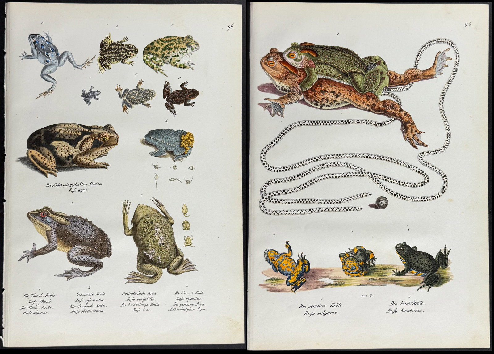 Schinz - 4 Amphibian Prints (Frogs, Toads, Newts) (1 of 5)