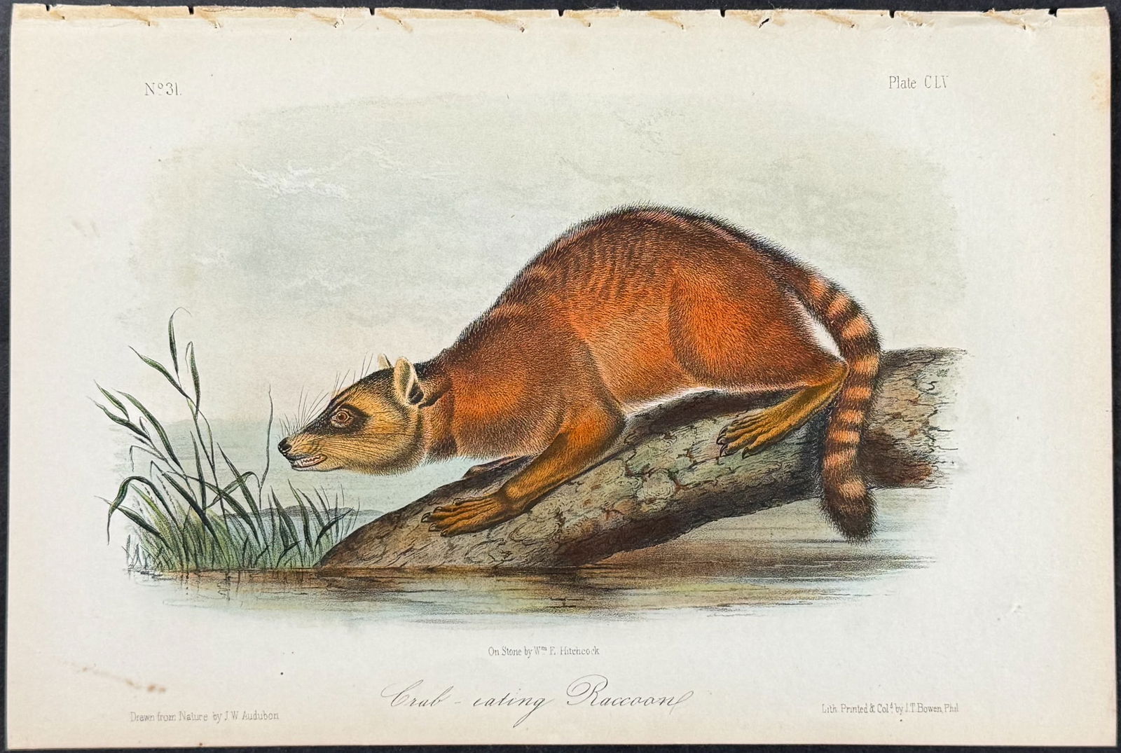 Audubon - Crab-eating Raccoon. 155 (1 of 1)