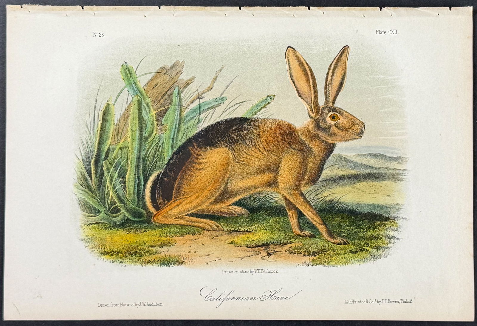 Audubon - Californian Hare. 112 (1 of 1)