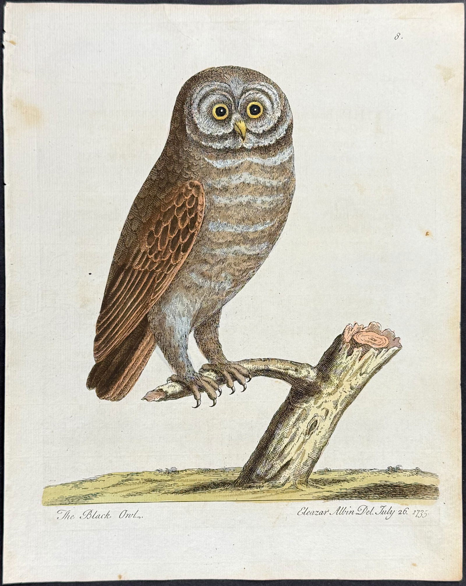 Albin - Black Owl. 8 (1 of 1)