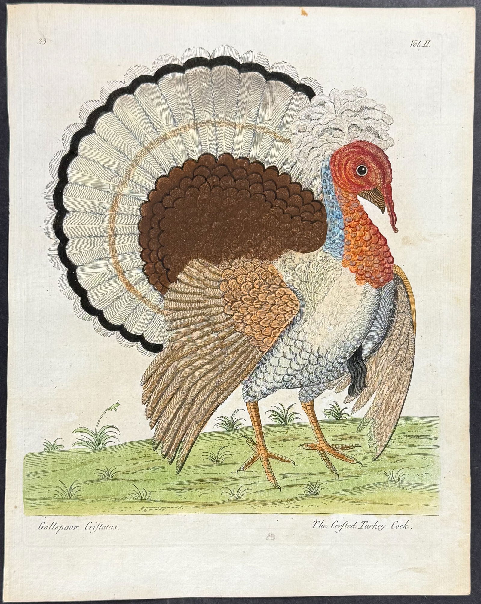 Albin - CresteTurkey. 33 (1 of 1)