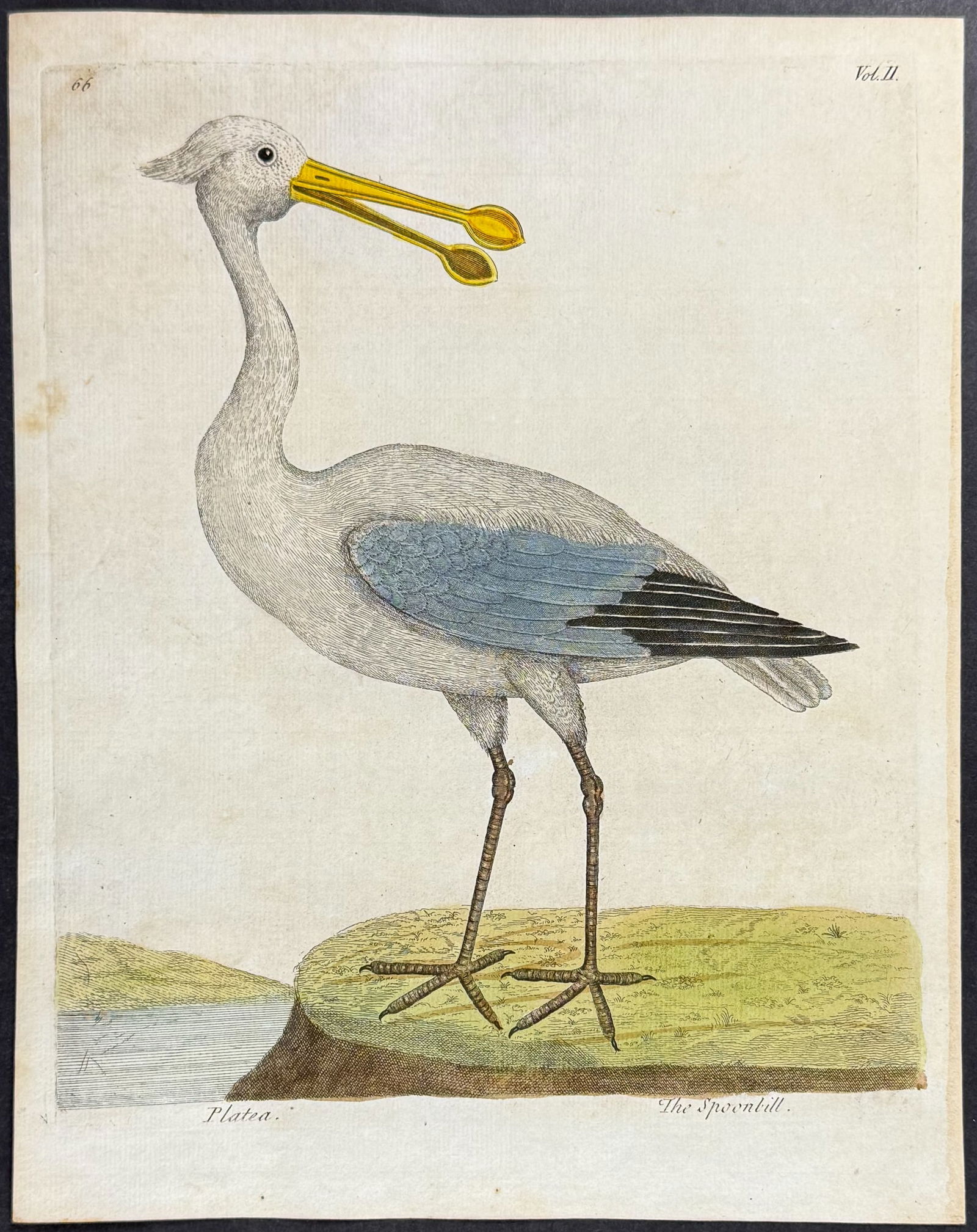 Albin - Spoonbill. 66 (1 of 1)