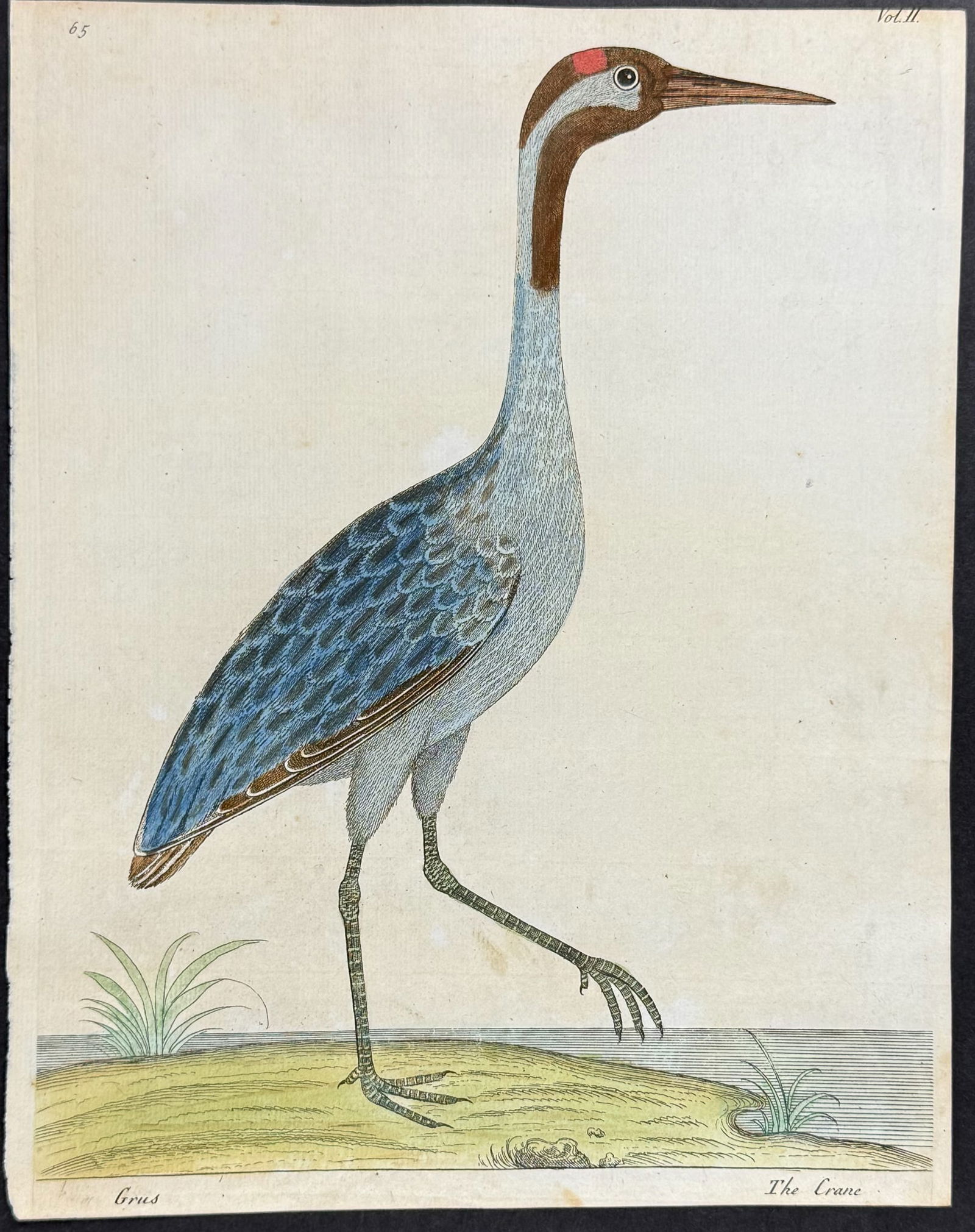 Albin - Crane. 65 (1 of 1)