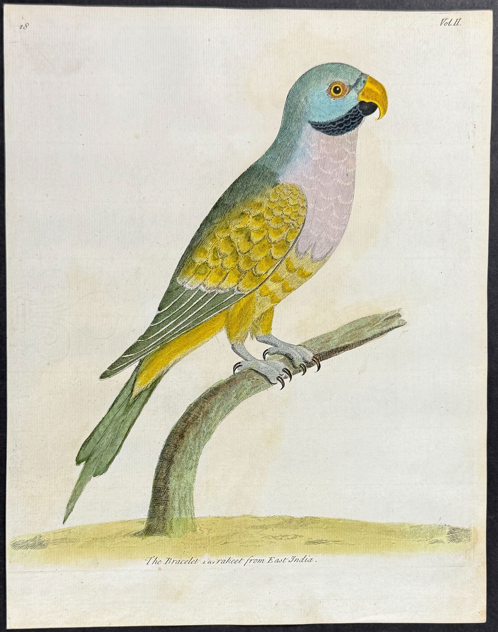 Albin - Bracelet Parrakeet from East India. 18 (1 of 1)