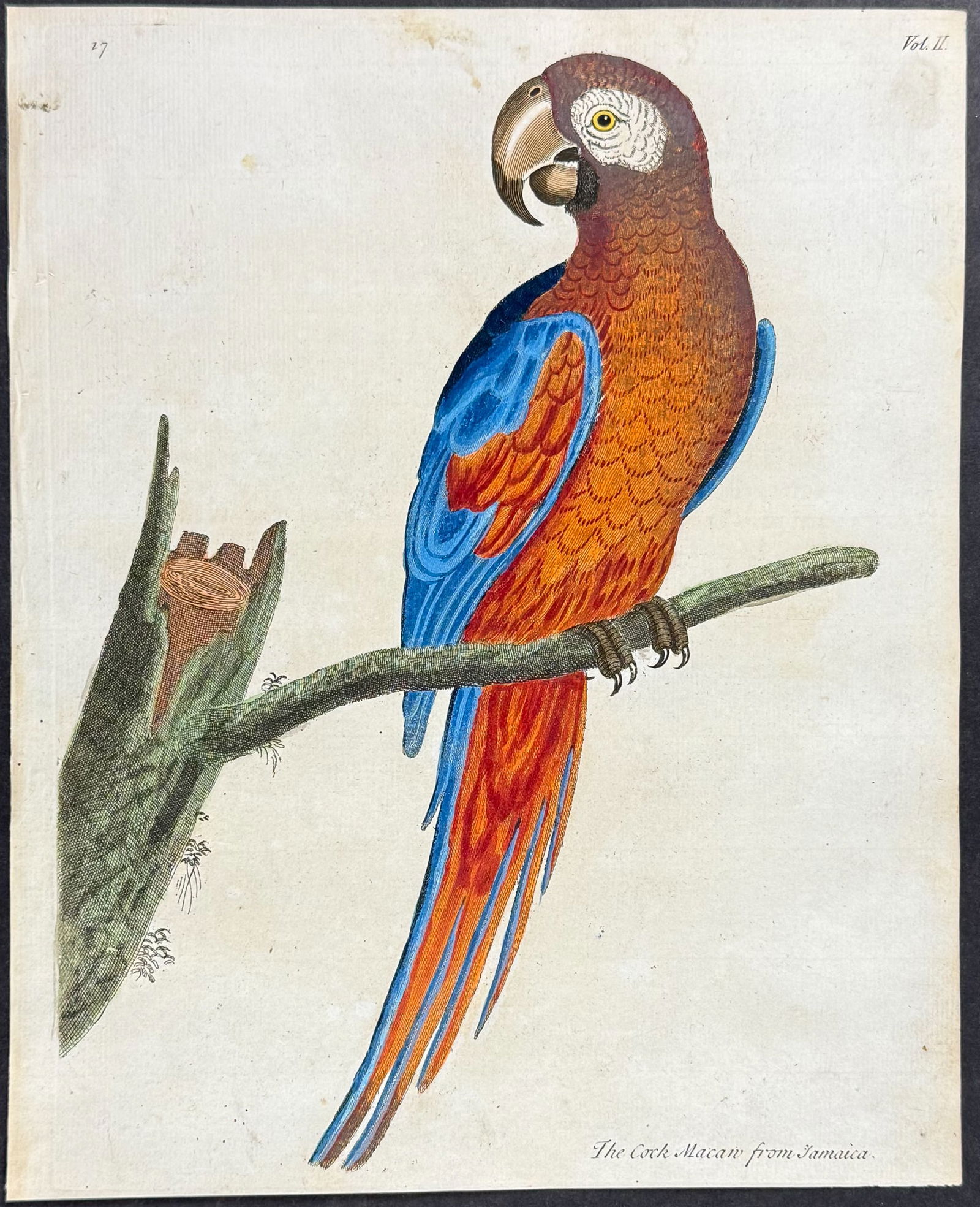 Albin - Macaw from Jamaica (Scarlet Macaw). 17 (1 of 1)