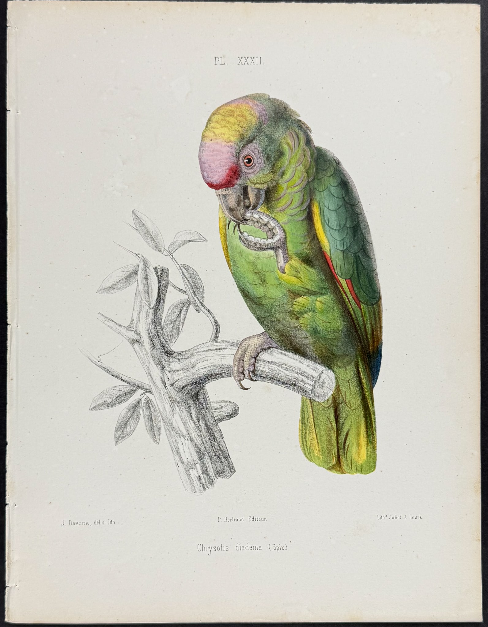 Souance - Parrot (Chysotis diadema). 32 (1 of 1)