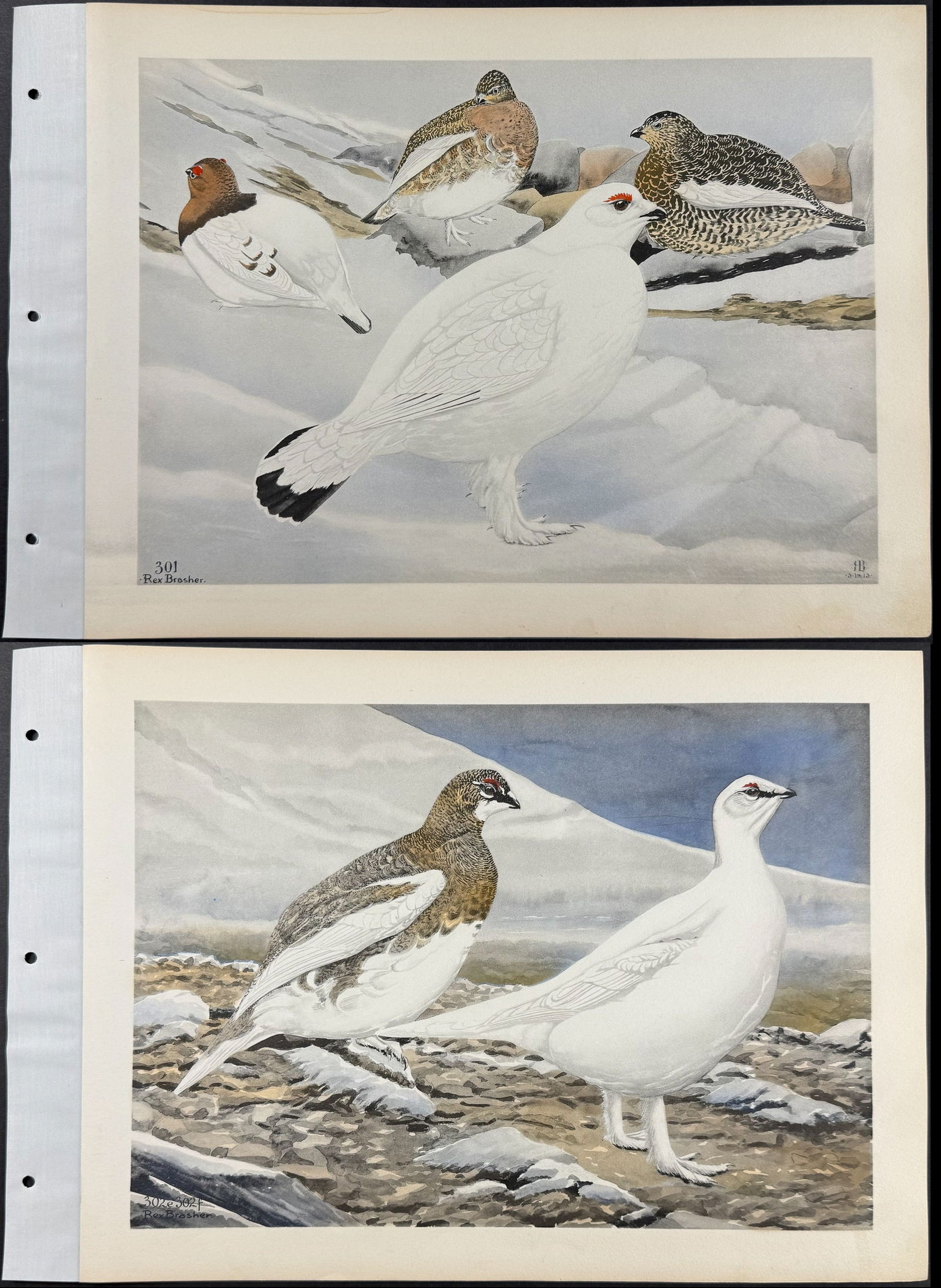 Brasher - 6 Bird Prints (Ptarmigan, Quail) (1 of 7)