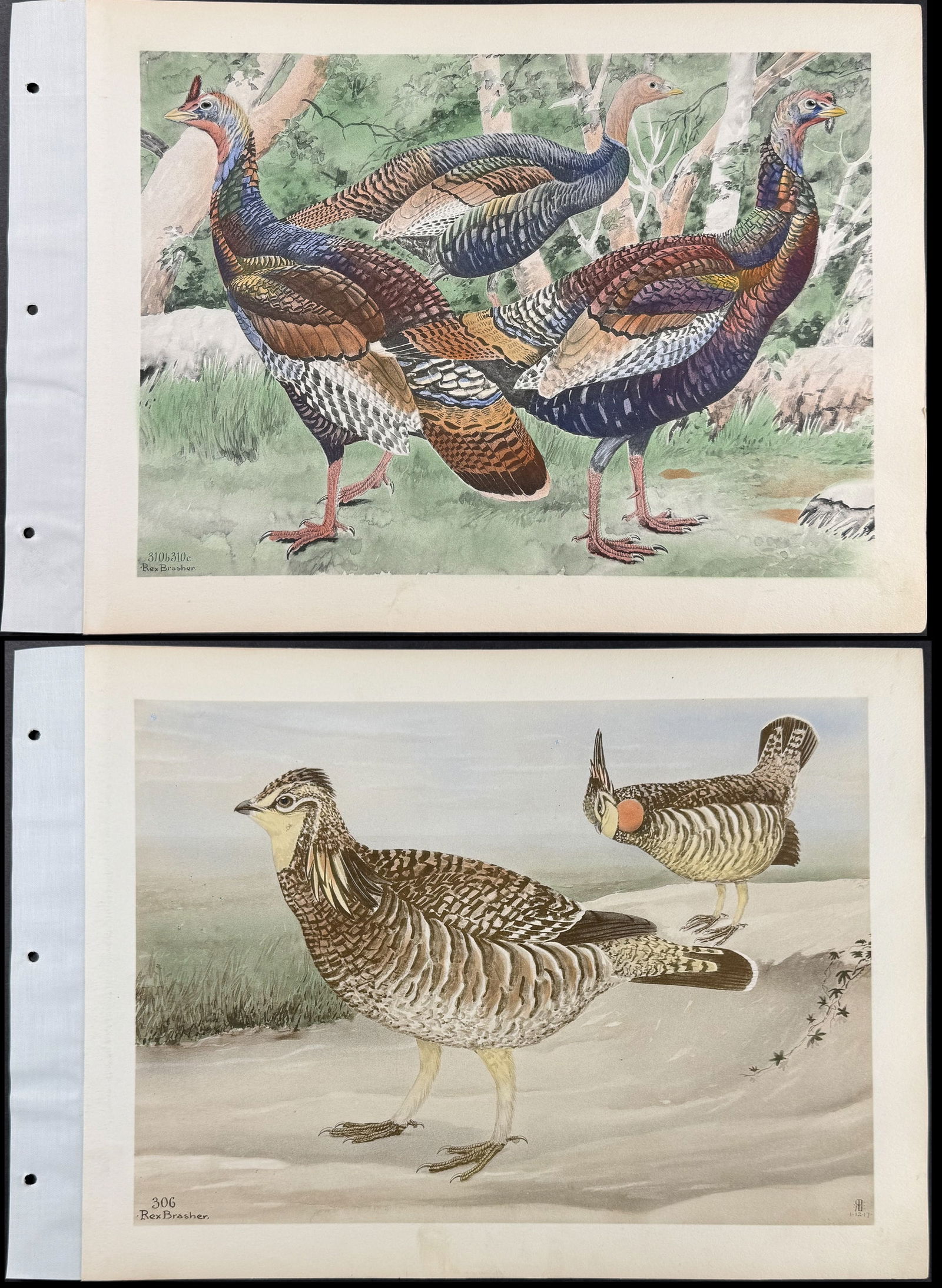Brasher - 5 Bird Prints (Heath Hen, Grouse, Turkey) (1 of 6)