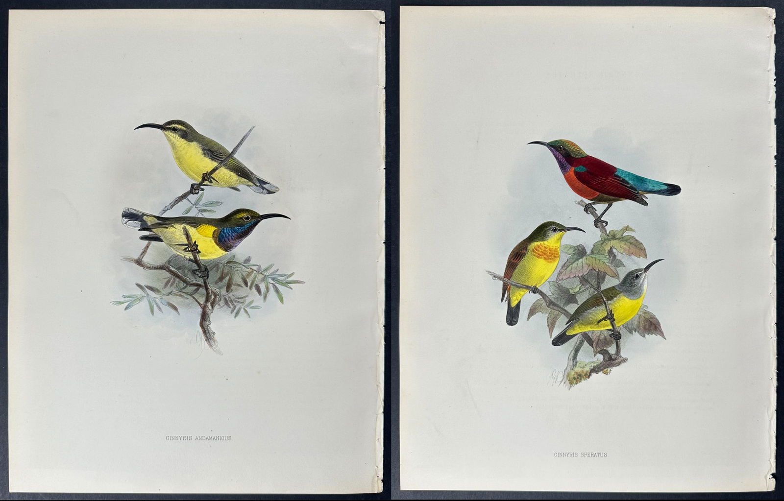 Shelley & Keulemans - 6 Sunbird Lithographs (1 of 7)