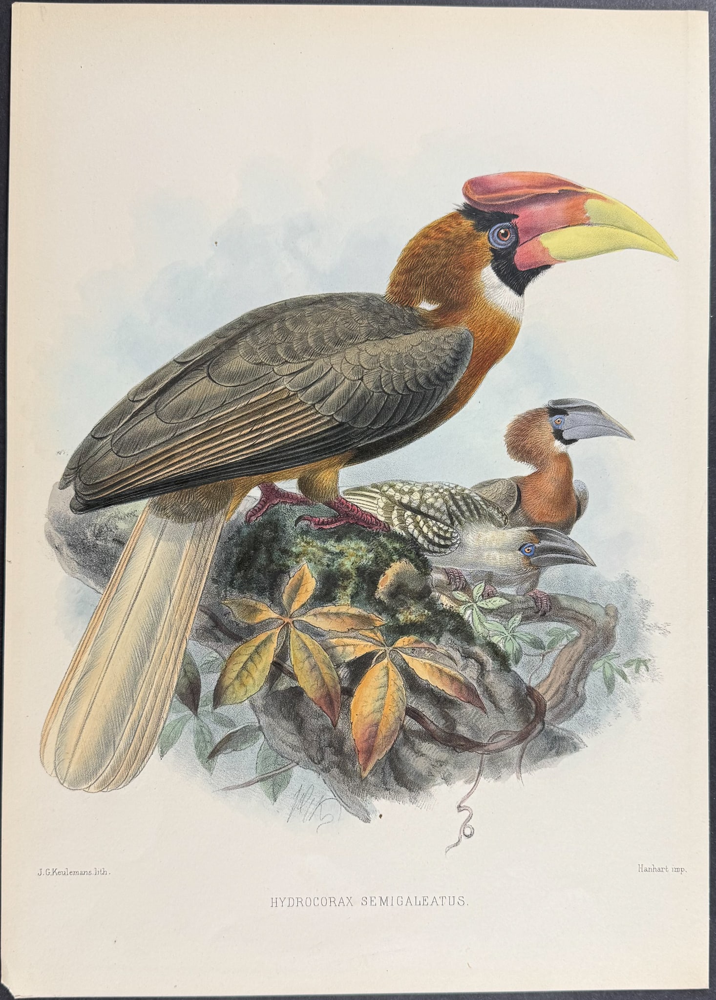 Elliot & Keulemans - Semi-Helmeted Hornbill: This beautiful hornbill lithograph is from Daniel Giraud Elliot's A Monograph of the Bucerotidae, or Family of the Hornbills. The work was published in New York by Taylor & Francis of London between