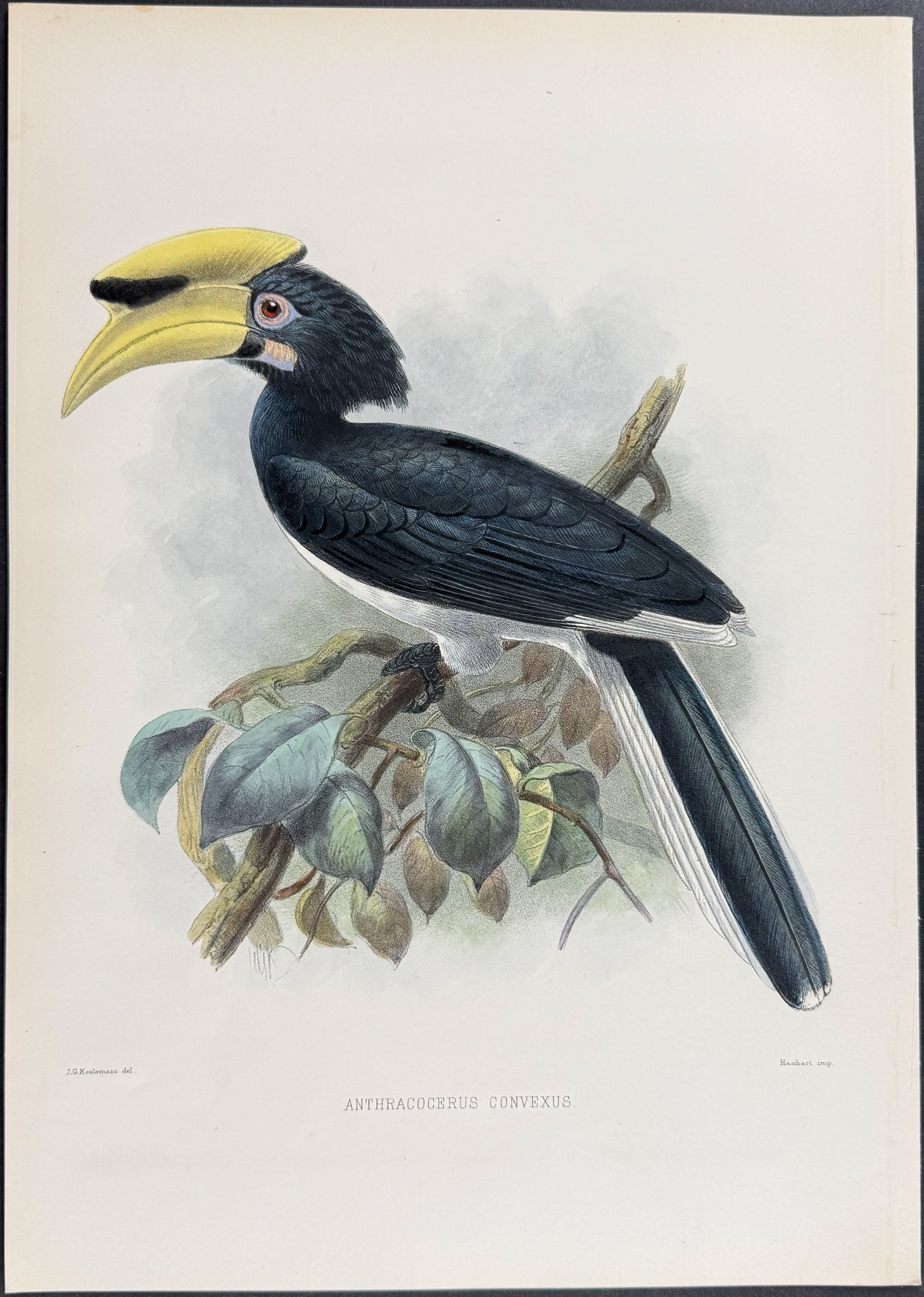 Elliot & Keulemans - Temminck's Pied Hornbill: This beautiful hornbill lithograph is from Daniel Giraud Elliot's A Monograph of the Bucerotidae, or Family of the Hornbills. The work was published in New York by Taylor & Francis of London between