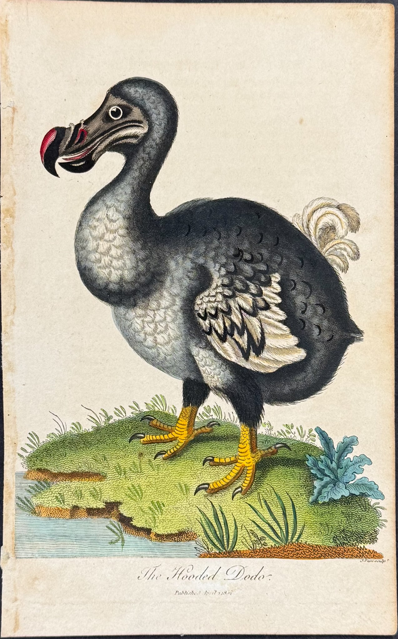 Linnaeus - Dodo Bird: This scarce first edition engraving is from Sir Charles Linnaeus & Ebenezer Sibley's A Genuine and Universal System of Natural-History... or Magazine of Natural History. The work was printed for the