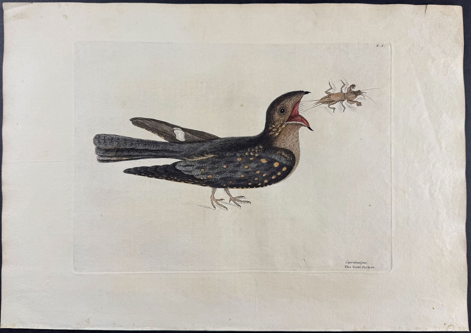 Catesby, First Ed - Goat Sucker of Carolina with Mole Cricket. 1-8 (1 of 1)