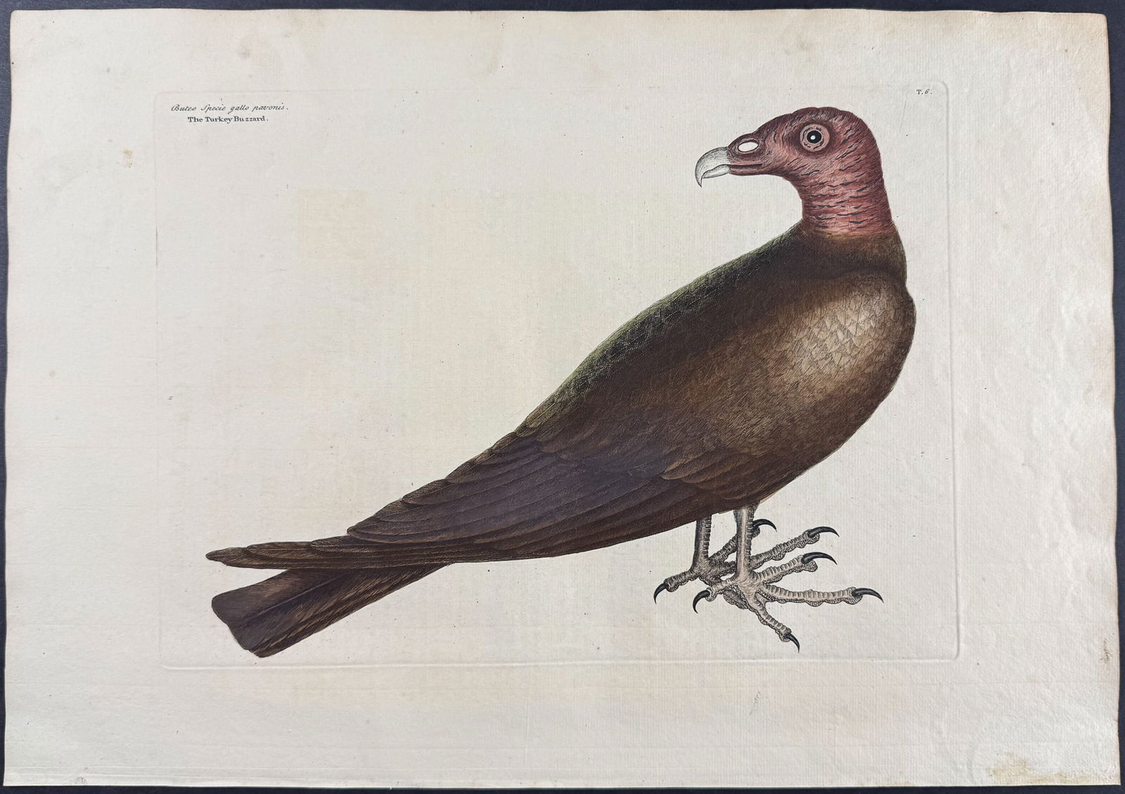 Catesby, First Ed - Turkey Buzzard. 1-6 (1 of 1)