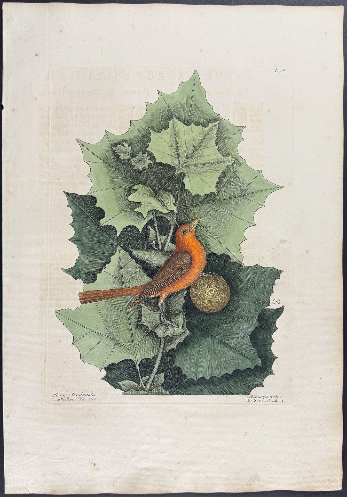 Catesby, First Ed - Summer Redbird with Western Planetree. 1-56 (1 of 1)