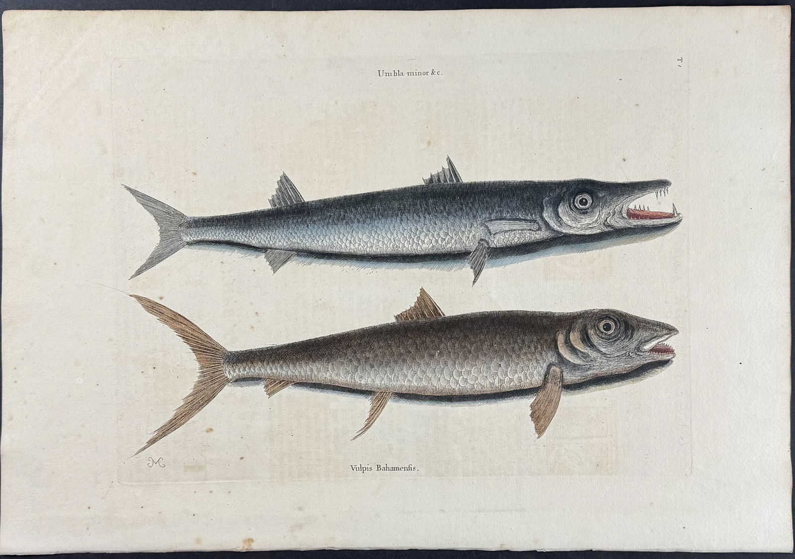Catesby, First Ed - Barracuda & Vulpis Bahamensis. 2-1 (1 of 1)