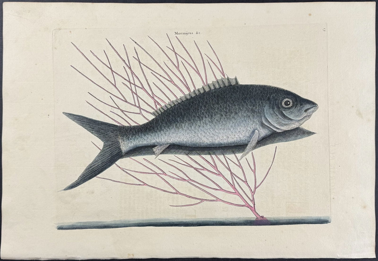 Catesby, First Ed - Bone Fish with Sea Feather. 2-13 (1 of 1)