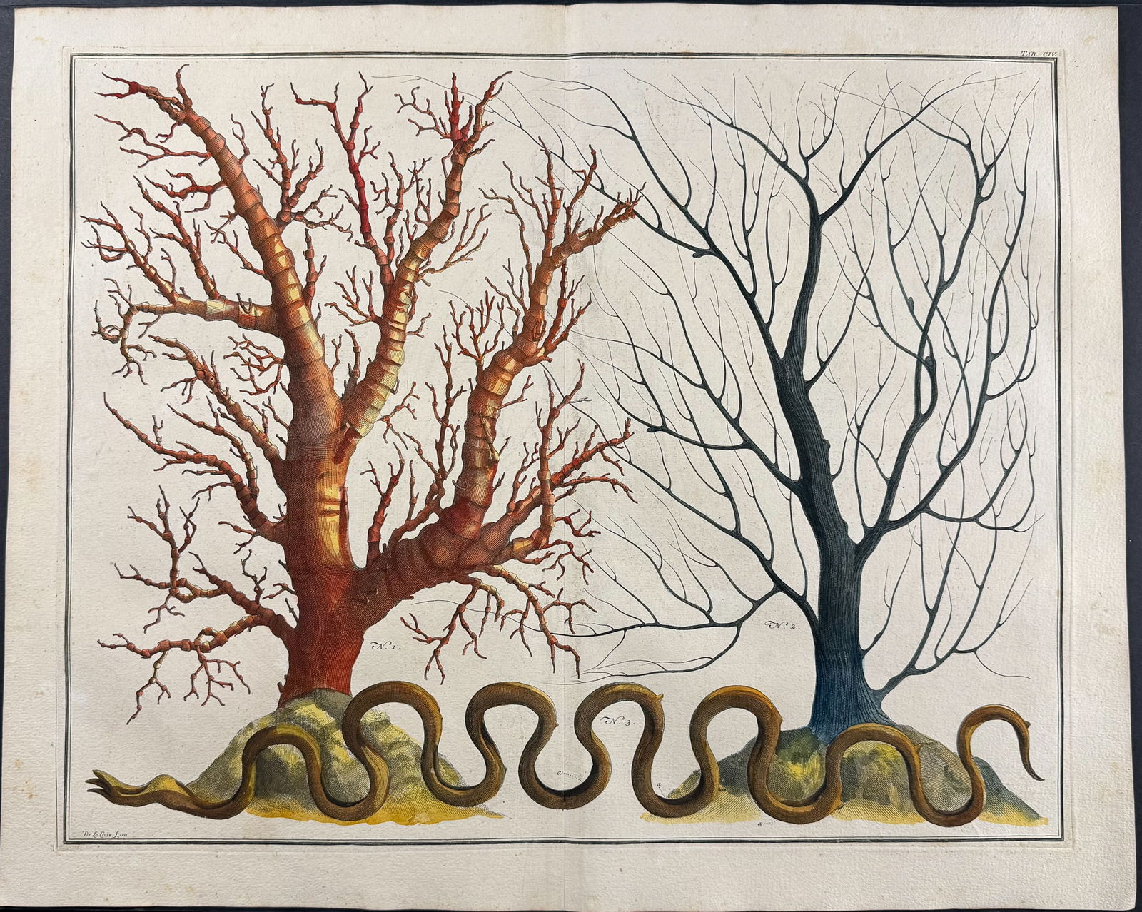 Seba - Coral, Sea Life. 3-104 (1 of 1)