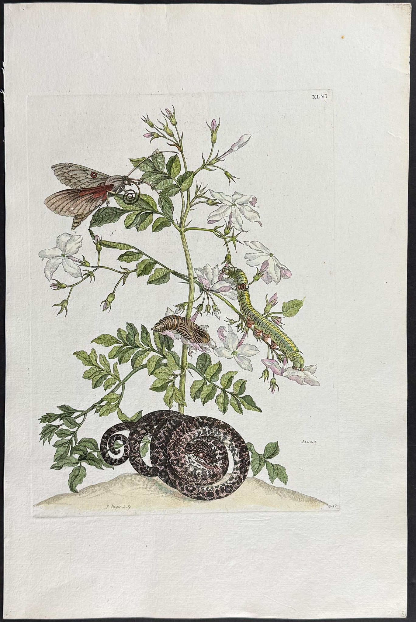 Merian, Folio - Royal Jasmine, Amazon Tree Boa Snake with Moth Metamorphosis. 46 (1 of 1)
